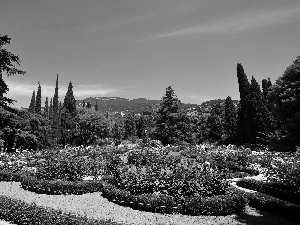 flowerbed, rosy, Park, Conifers, Mountains