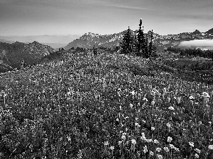 Flowered, Meadow, Fog, Spruces, Mountains