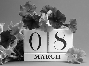 Flowers, Petunia, day, women, March 8