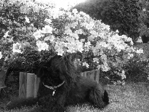 Flowers, Schnauzer