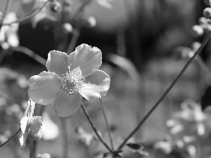Flowers, anemone