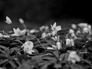 Anemones, Flowers