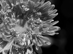 Colourfull Flowers, Aster, rapprochement, Pink