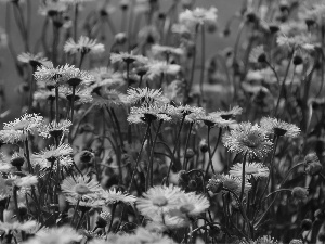 Flowers, purple, Astra