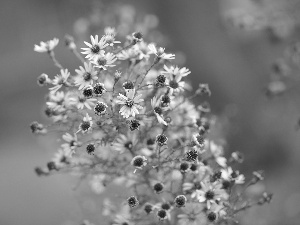 Flowers, Astra, Autumn