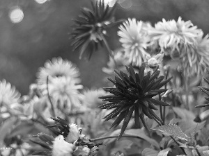 Flowers, dahlias, Autumn