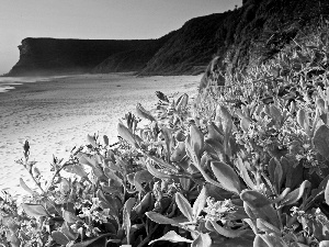 Flowers, sea, Beaches