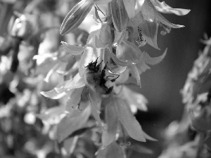 bee, purple, Flowers, nectar