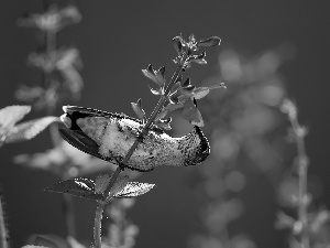 humming-bird, twig, Flowers, Bird