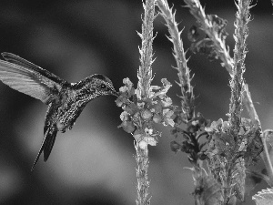 humming-bird, wings, Flowers, Bird