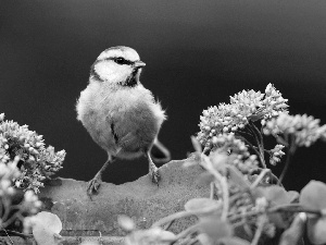 tit, birdies, Flowers