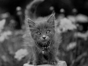 Flowers, kitten, Black