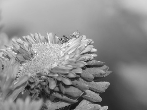 Leaf, Insect, Colourfull Flowers, Aster, bloom