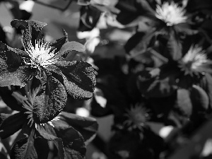 bloom, Clematis, purple, Flowers