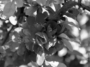 Blossoming, Red, Flowers, quince