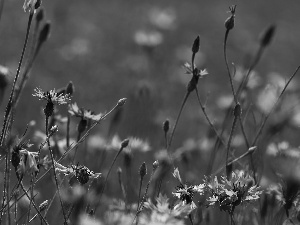 Flowers, cornflowers, Blue