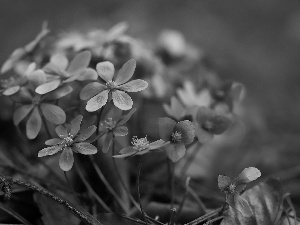 Flowers, Liverworts, Blue