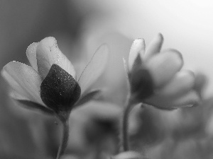 Flowers, Liverworts, Blue