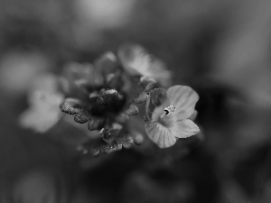 Flowers, speedwell, Blue