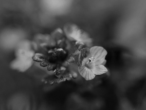 Flowers, speedwell, Blue