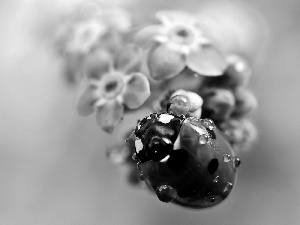 water, ladybird, Flowers, blur, Wildflowers, drops