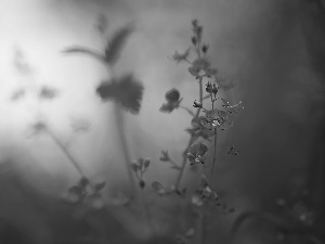 Veronica, Flowers, blurry background, Blue