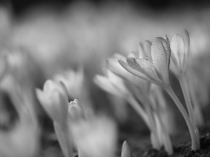 colchicums, Flowers, blurry background, purple