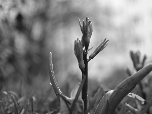 Flowers, Hyacinths, Buds