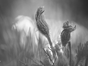 Flowers, pasque, Buds