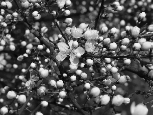 Flowers, Buds, fruit, White, trees