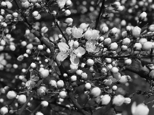 Flowers, Buds, fruit, White, trees