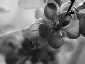 Bush, Red, Flowers, quince