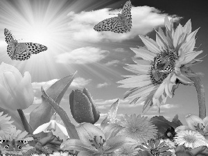 Flowers, butterflies, sun, color, rays