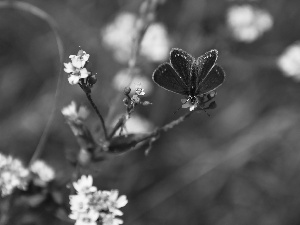 butterfly, White, Flowers, Dusky