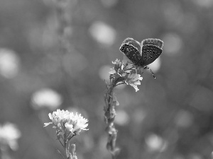 butterfly, White, Flowers, Dusky