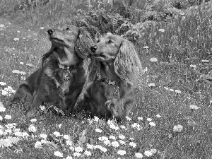 Two cars, grass, Flowers, dachshunds