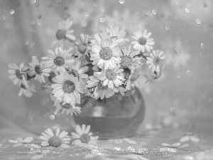 Bokeh, vase, White, Flowers, Corn Chamomile