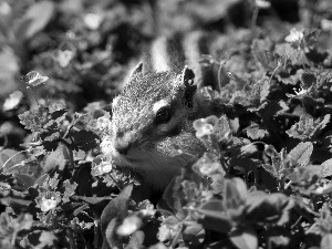 Chipmunk, flowers