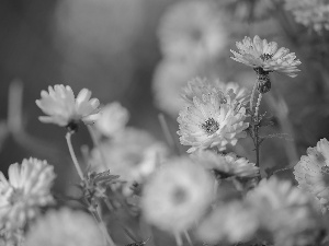 Flowers, White, Chrysanthemums