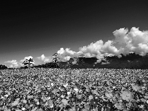 Mountains, Flowers, Cosmos, clouds