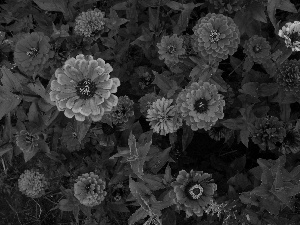 Zinnias, color, Flowers