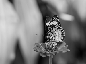 Colourfull Flowers, color, butterfly, zinnia