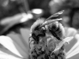 bee, Colourfull Flowers