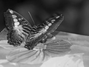 butterfly, Colourfull Flowers