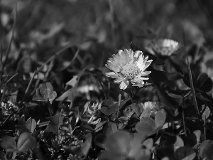 daisy, Colourfull Flowers