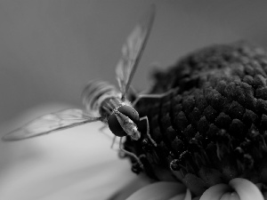 fly, Colourfull Flowers