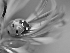 ladybird, Colourfull Flowers