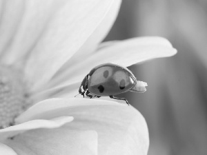 ladybird, Colourfull Flowers