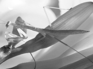 mantis, Colourfull Flowers