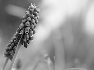 Muscari, Colourfull Flowers